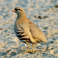 See-see Partridge